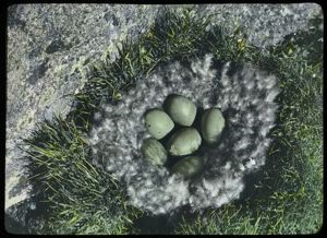 Image of Eider Nest and Six Eggs